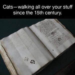 cats walking